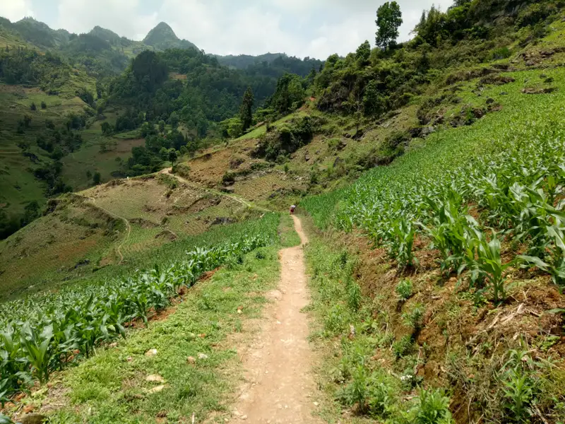 Wanderweg durch terrassierte Maisfelder in einer Berglandschaft.
