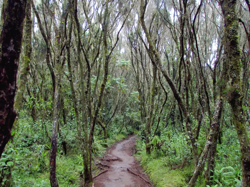 Wanderweg durch einen dichten, moosbewachsenen Wald.