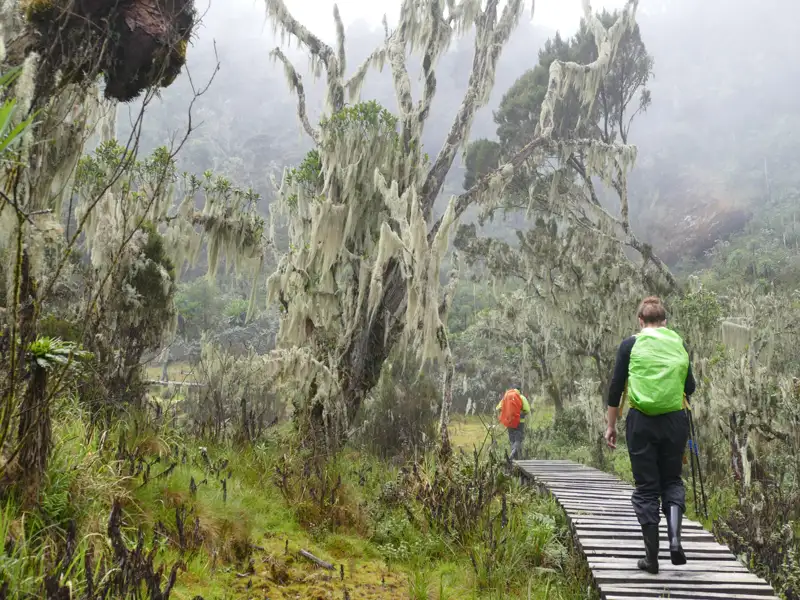 Wanderer auf einem Holzsteg im Nebelwald. Die Bäume sind mit Moos bedeckt.