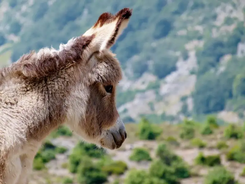 Esel in Berglandschaft