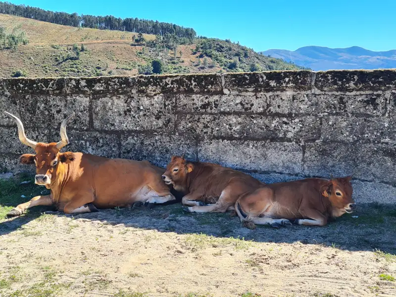 Kuh und Kälber ruhen im Schatten einer Steinmauer.