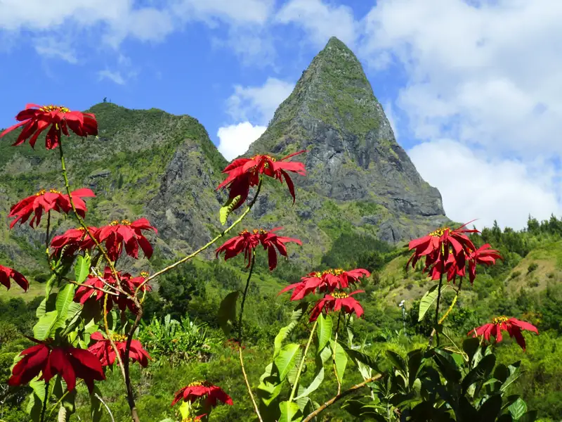 Rote Blumen und ein Berg