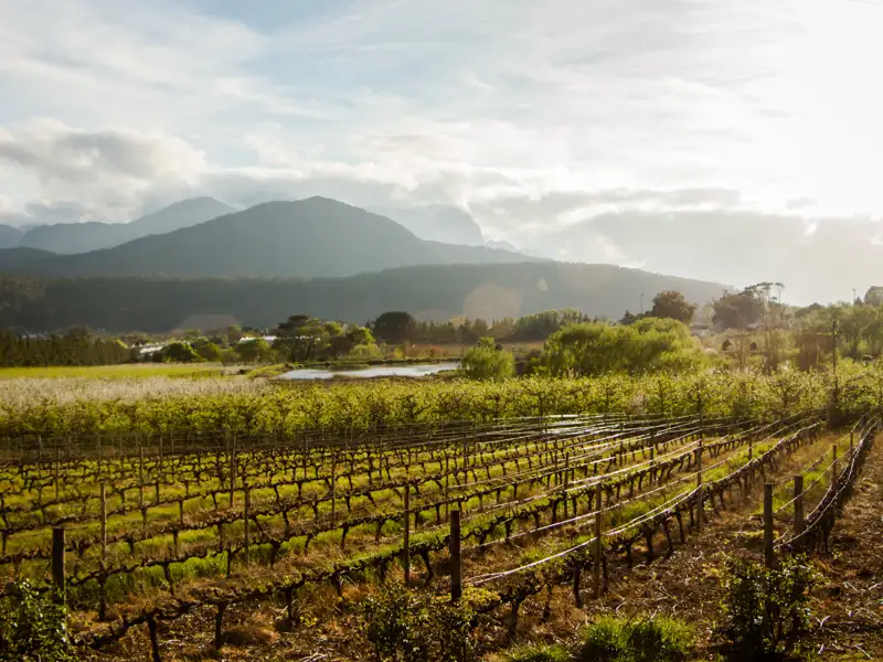 Weinreben in Reihen mit Bergen im Hintergrund.
