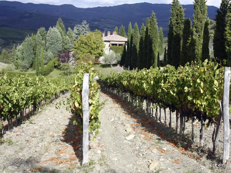 Weinberg mit Landhaus in den Hügeln