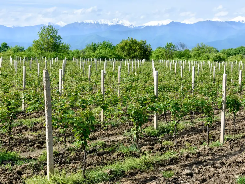 Junge Weinreben in einem Weinberg, mit schneebedeckten Bergen im Hintergrund.