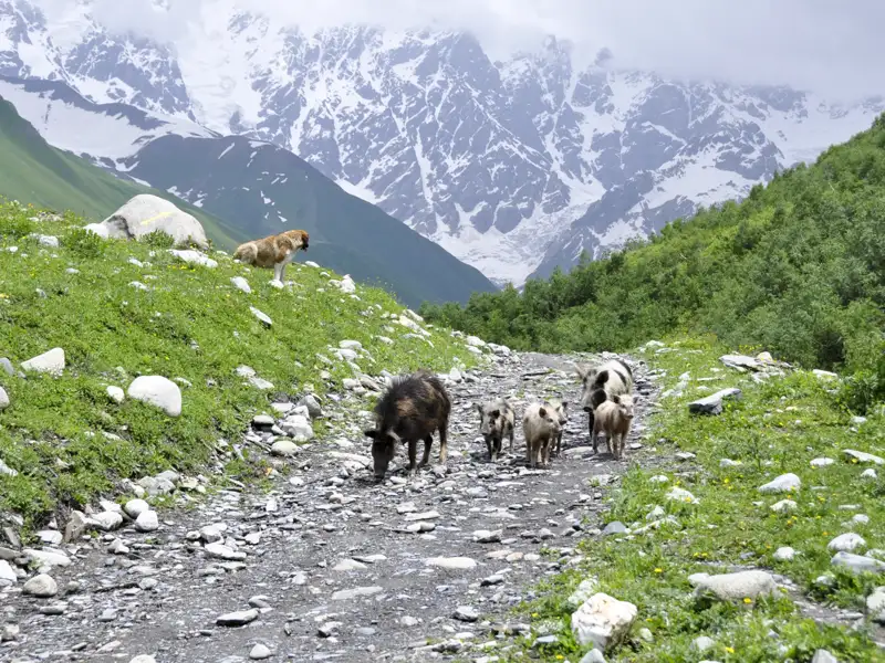 Schweine und ein Hund auf einem Bergpfad mit schneebedeckten Bergen im Hintergrund.