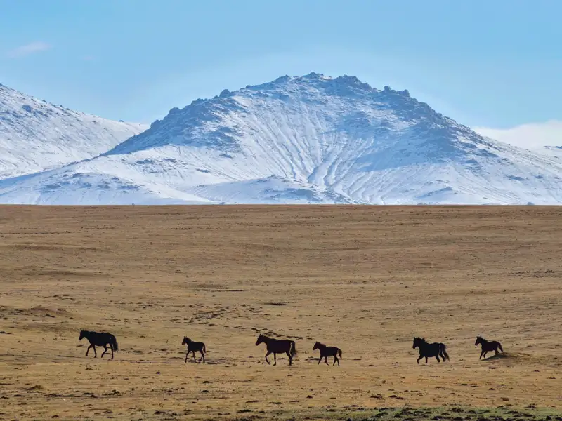 Wildpferde laufen durch eine Ebene vor schneebedeckten Bergen.