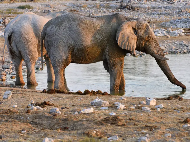 Zwei Elefanten beim Trinken an einem Wasserloch.