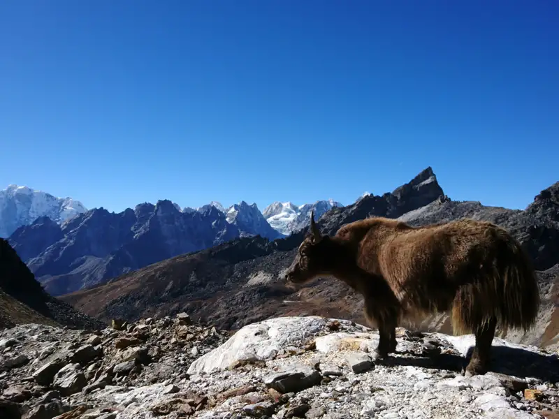 Ein Yak in der Hochgebirgslandschaft des Himalaya.