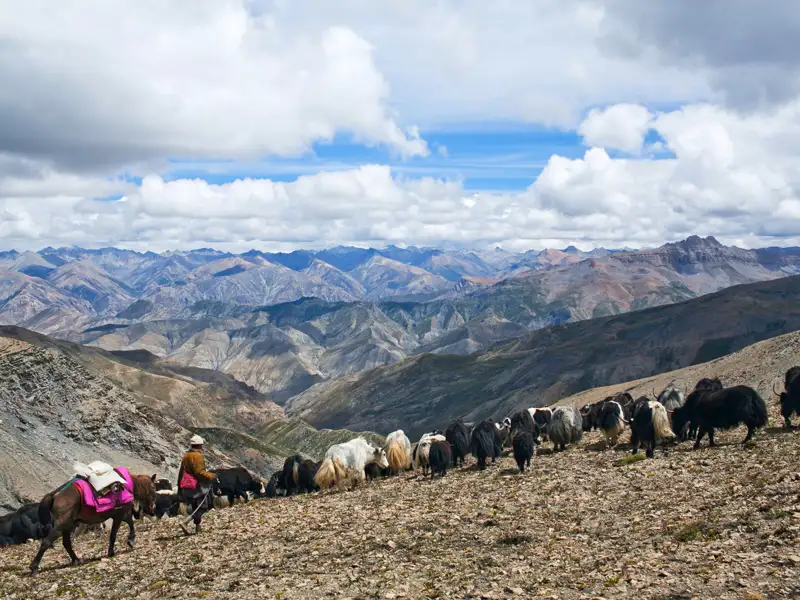 Yakherde wird durch eine bergige Landschaft geführt.