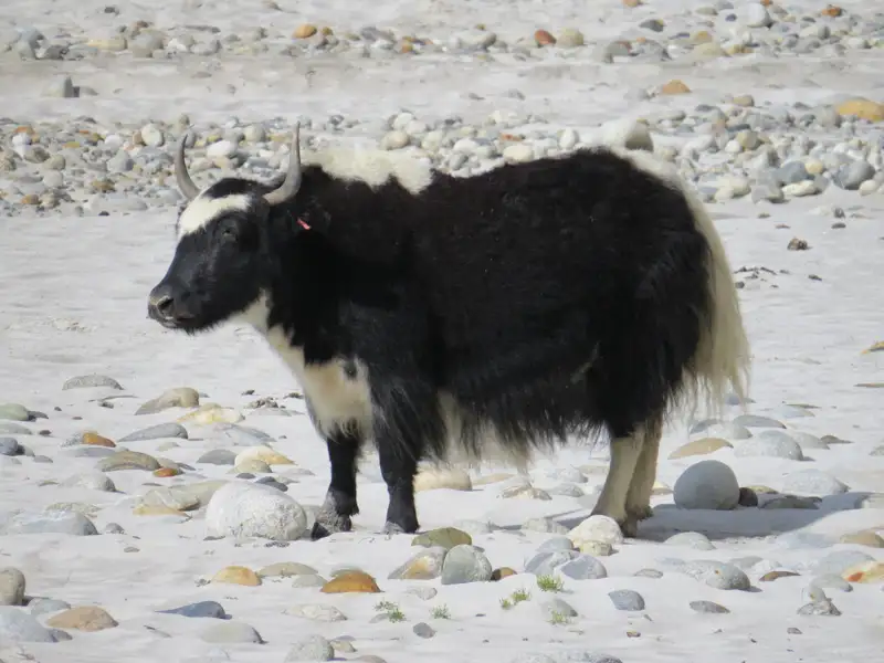 Ein Yak, das auf einem steinigen, sandigen Gebiet steht.