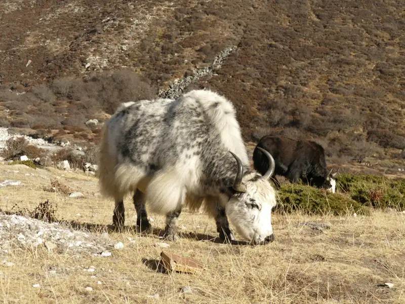 Zwei Yaks, die am Berghang grasen.