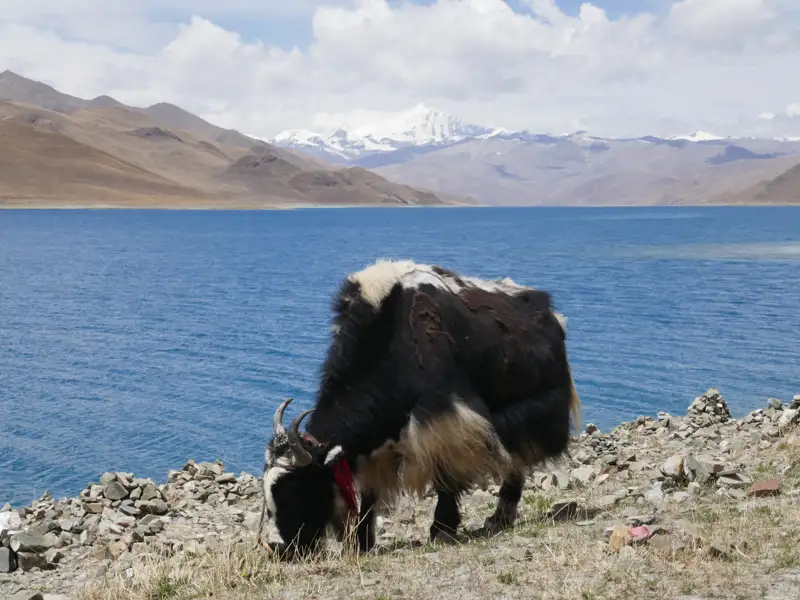 Ein Yak grast am Ufer eines Sees mit Bergen im Hintergrund.