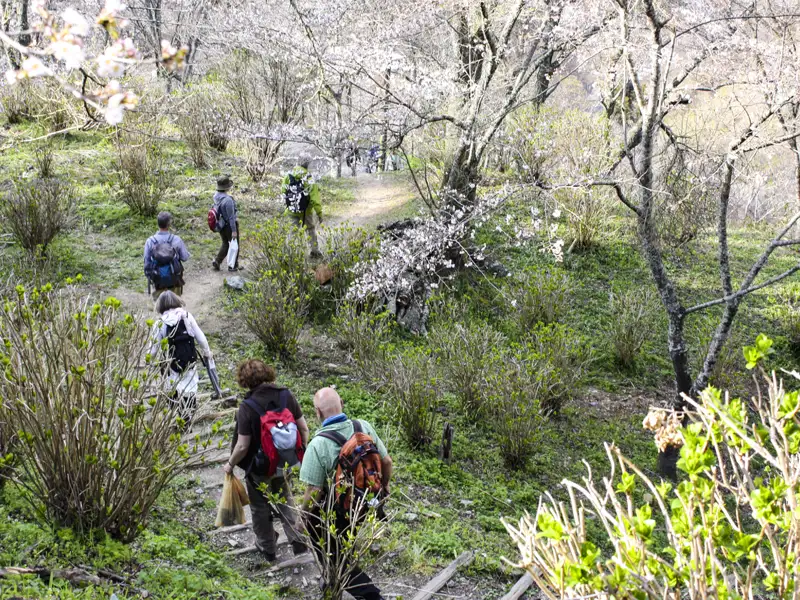 Wanderer auf einem Weg inmitten blühender Bäume.