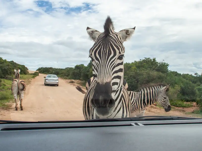 Zebras blockieren die Straße während einer Safari, eines der Highlights der Reise.