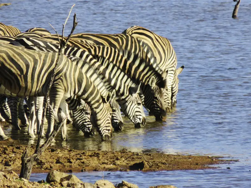 Zebras trinken Wasser an einem Wasserloch.