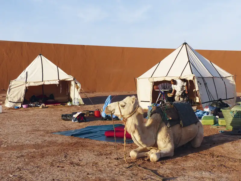 Kamel und Zelte in einem Wüstencamp.