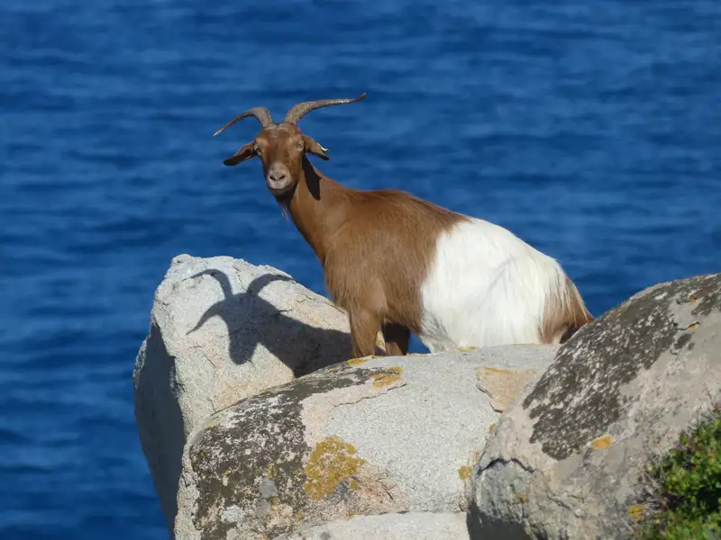 Ziege auf Küstenfelsen