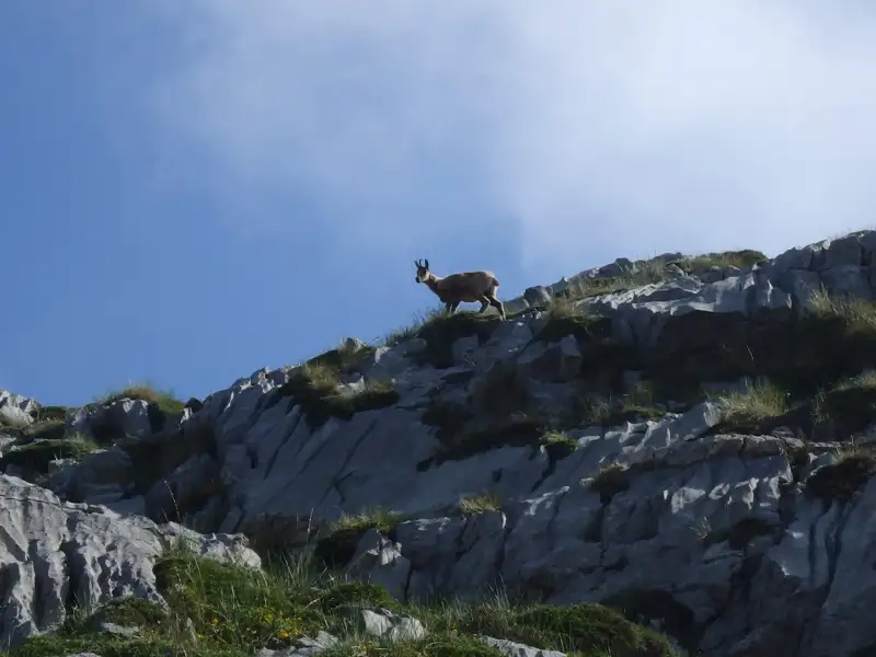 Eine Gämse steht auf einem felsigen Berghang.