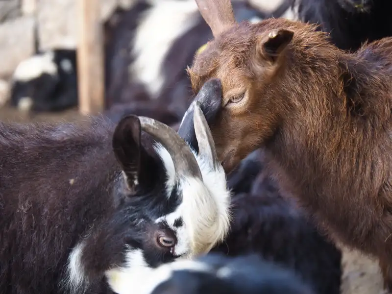 Zwei Ziegen auf einem Bauernhof.