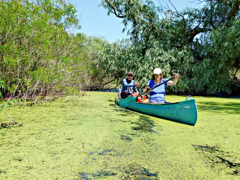 Zwei Paddler in einem Kanu auf einem von Wasserlinsen bedeckten Fluss.
