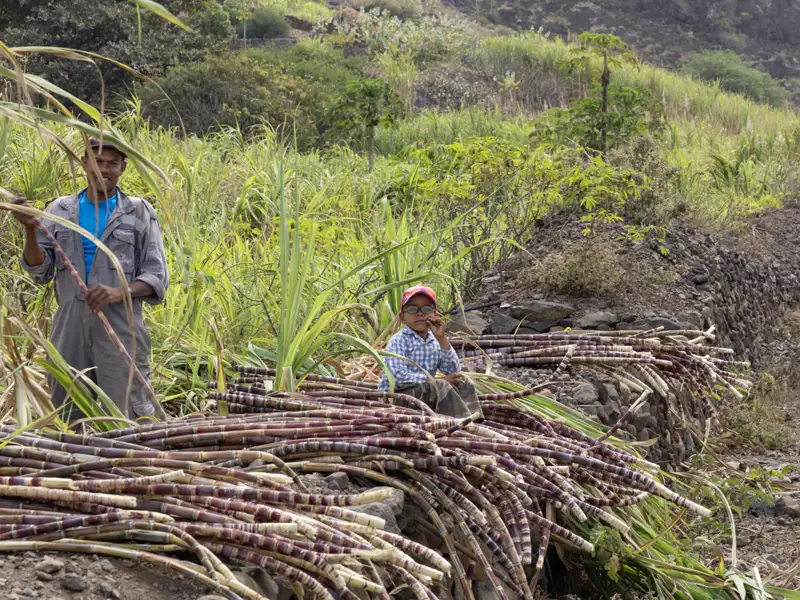 Mann und Kind arbeiten bei der Zuckerrohrernte, umgeben von Zuckerrohrpflanzen und geschnittenen Stangen.