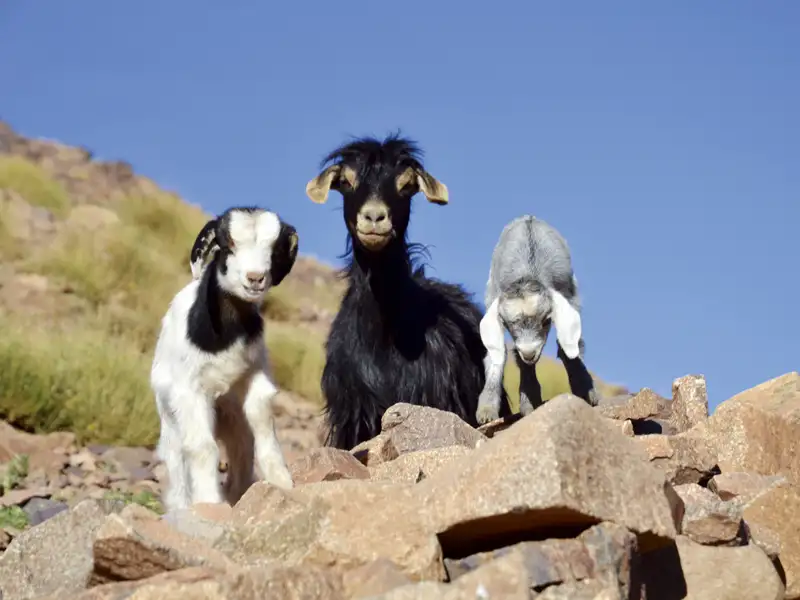 Drei junge Ziegen auf einem felsigen Hang.
