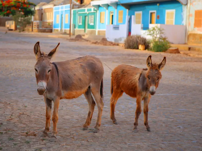 Zwei Esel auf einer Straße, möglicherweise Teil der lokalen Landschaft.