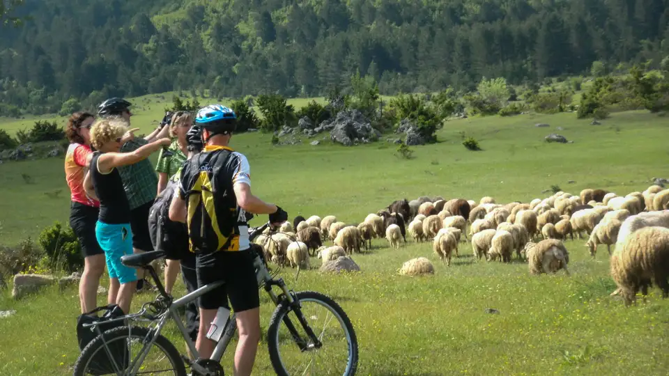 Radfahrergruppe auf Radreise  pausiert während ihrer Fahrradtour, um eine Schafherde auf einer Weide zu beobachten.