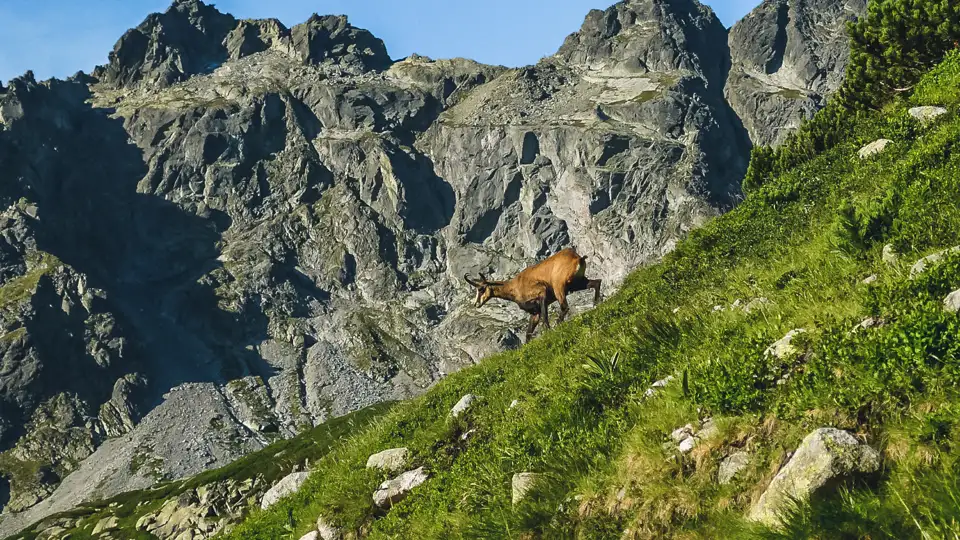 Gämse in bergigem Gelände.