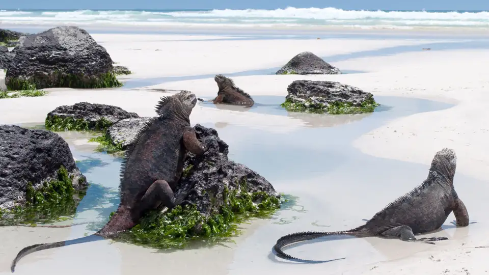 Meerechsen, die sich auf vulkanischen Felsen am Strand sonnen.