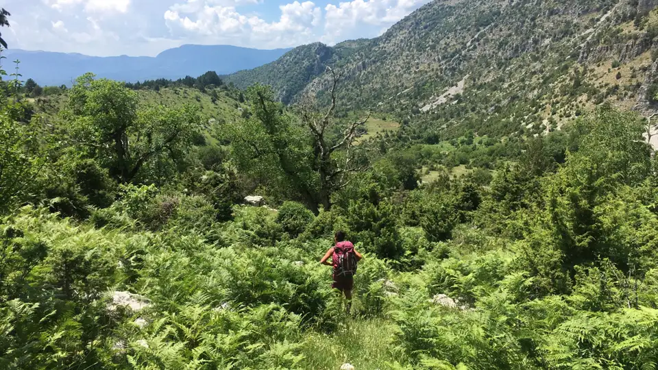 Wanderer auf einem Bergpfad inmitten von Farnen und Bäumen.