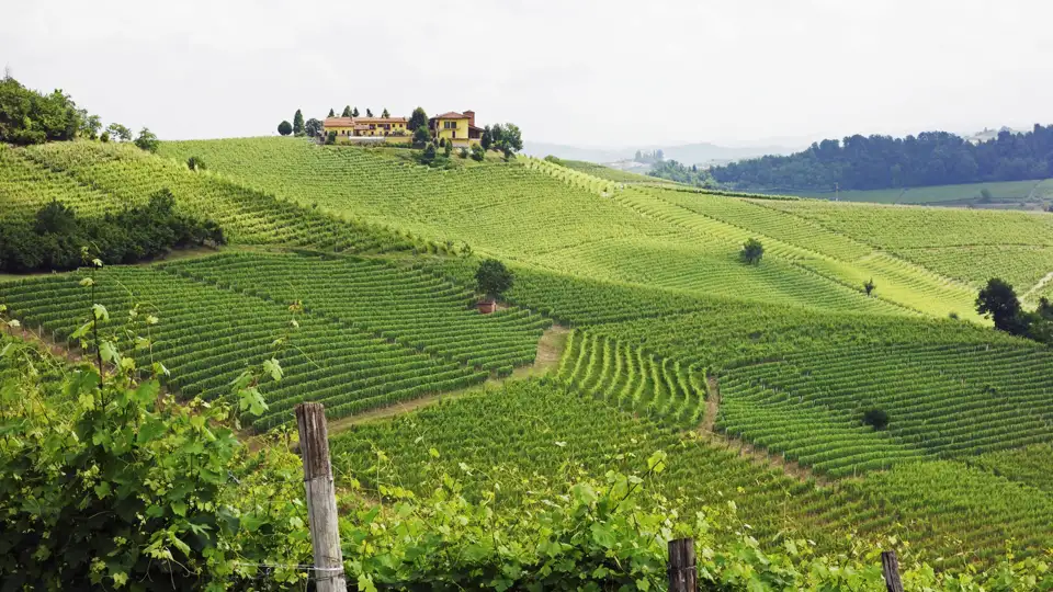 Grüne Weinreben erstrecken sich über die Hügellandschaft, mit einem Weingut im Hintergrund.